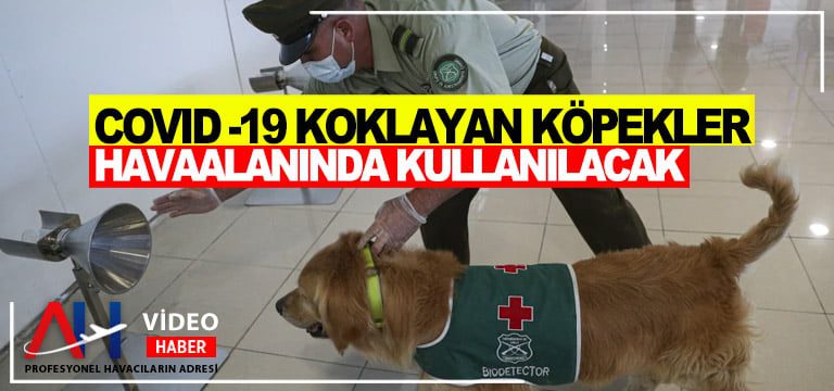 COVID-19-koklayan-köpekler-havaalanında-kullanılacak