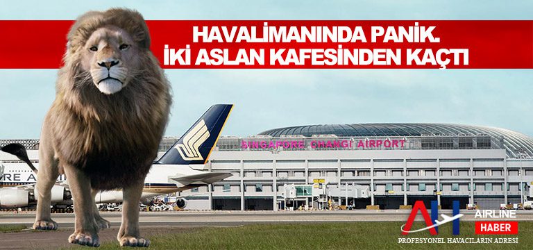 Havalimanında-panik.-İki-aslan-kafesinden-kaçtı