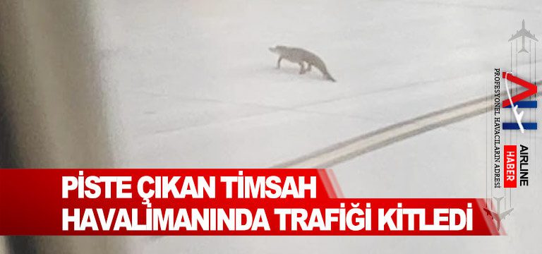 Piste-çıkan-timsah-havalimanında-trafiği-kitledi