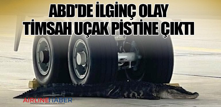 ABD'de ilginç olay: Timsah uçak pistine çıktı