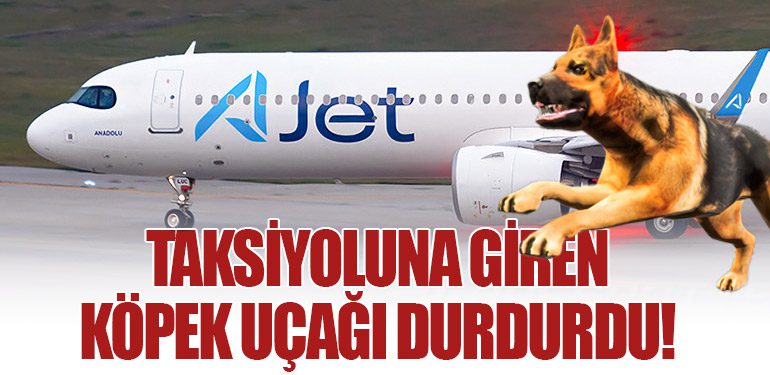 Taksiyoluna Giren Köpek Uçağı Durdurdu!